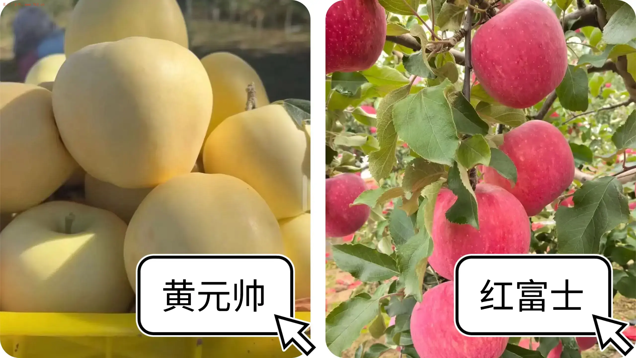 甘肃红富士苹果免费赠送活动